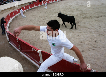 Stierkampf Kurs Camargue St Marie De La Mer Camargue Frankreich Stockfoto