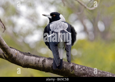 Die Australian Magpie "Gymnorhina Tibicen" Stockfoto