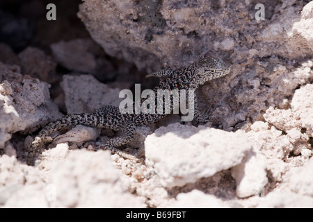 Fabians Eidechse, Liolaemus Fabiani, versteckt in den Felsen Stockfoto