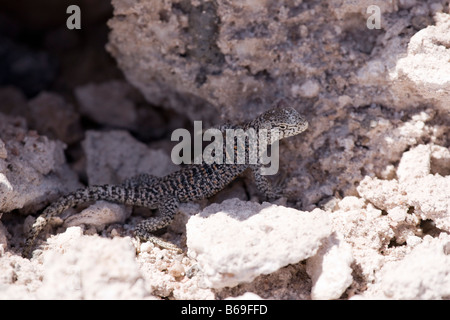 Fabians Eidechse, Liolaemus Fabiani, versteckt in den Felsen Stockfoto