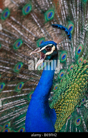 Männlicher Pfau indischen Pfauen Pavo Cristatus aufrufen und in Paarung Vollanzeige mit Schweif zu verbreiten Stockfoto