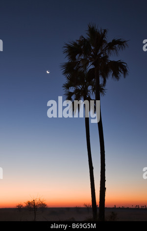 Pflanzlichen Palme Phytelephas Macrocarpa in die Makgadikgadi Salzpfannen bei Sonnenuntergang Botswana Stockfoto