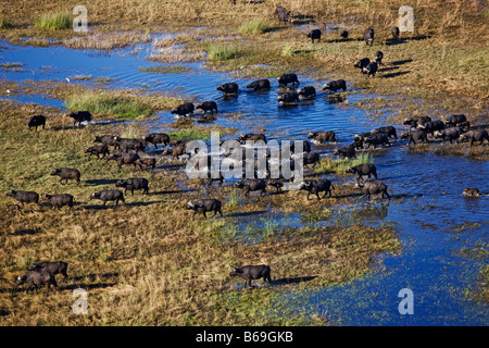 Luftaufnahme der Kaffernbüffel Syncerus Caffer über das Okavango Delta-Botswana Stockfoto