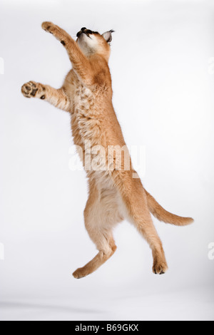 Karakal Felis Caracal A kleine räuberische Katze springen vor weißem Hintergrund Dist Afrika nach Indien Stockfoto