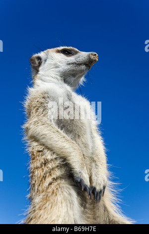 Suricate Meerkat Suricata Suricatta aufrecht Sentinals, umfassendere Sicht der näheren Umgebung Botswana zu gewinnen Stockfoto