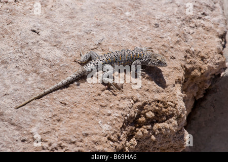 Fabians Eidechse, Liolaemus Fabiani, sonnen sich auf Felsen Stockfoto