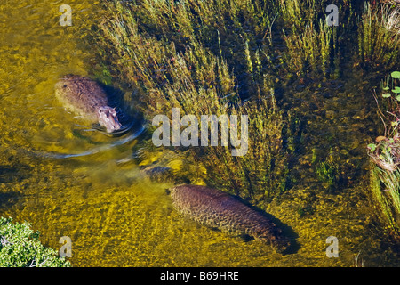 Luftaufnahme von Nilpferd im klaren Wasser des Okavango Delta-Botswana Stockfoto