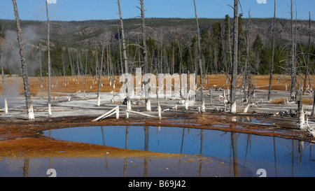 Tote Bäume spiegelt sich im blauen Wasser der schillernde Pool, schwarzen Sand Basin, Yellowstone-Nationalpark Stockfoto