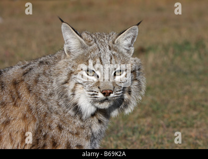 Bobcat Stockfoto