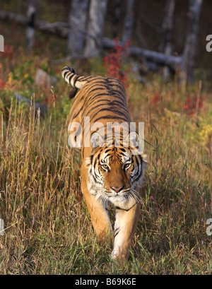 Sibirischer Tiger Stockfoto