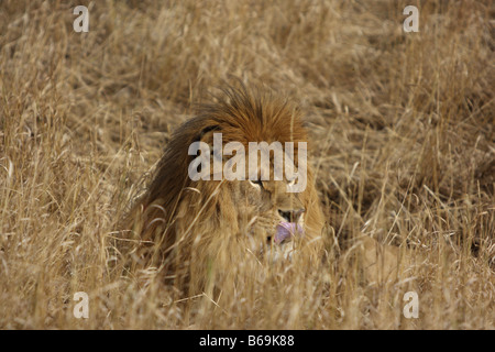 Löwen in langen Rasen Stockfoto