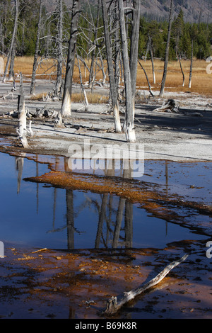 Tote Bäume spiegelt sich im blauen Wasser der schillernde Pool, schwarzen Sand Basin, Yellowstone-Nationalpark Stockfoto