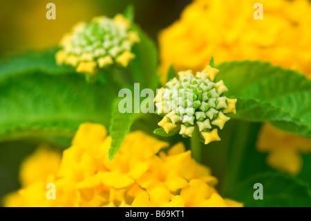 Lantana camara Stockfoto