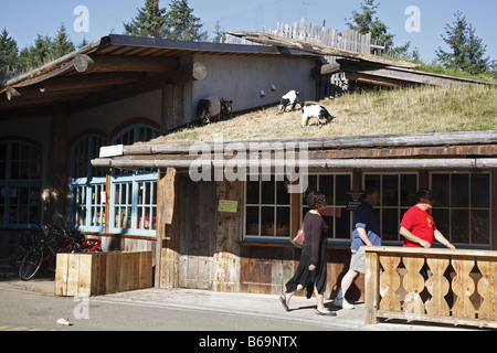 Kanada Canada BC Brittische British Columbia Vancouver Island Coombs altes Land Markt Ziegen auf dem Dach Stockfoto