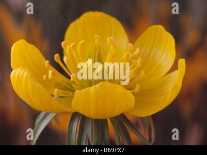 Eranthis Hyemalis Cilicica Gruppe (Winter Aconitum) Stockfoto