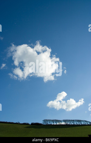 Linie der Sillouhetted Bäume am Rand der Felder, Devon, Uk. Großen blauen Himmel und weiße Cumulus-Wolken Stockfoto