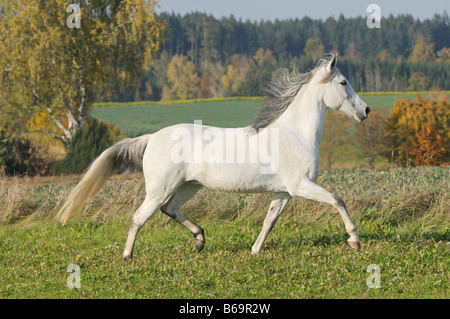 Paso Fino Pferd im Herbst Stockfoto