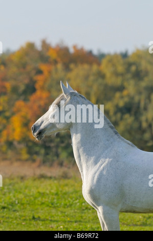 Paso Fino Pferd im Herbst Stockfoto