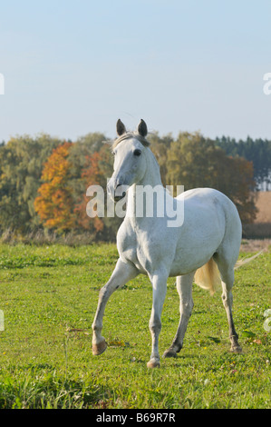 Paso Fino Pferd im Herbst Stockfoto