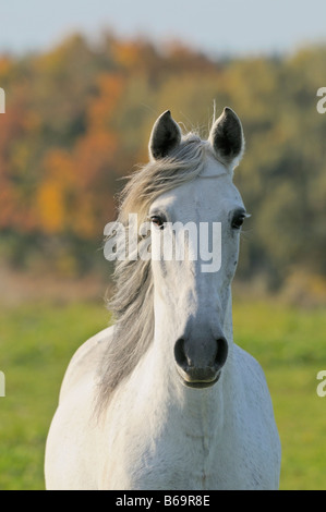 Paso Fino Pferd im Herbst Stockfoto