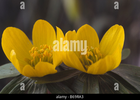 Eranthis Hyemalis AGM (Winter Aconitum) Stockfoto