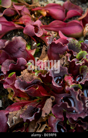 Sarracenia Purpurea Unterart "Venosa" oder südlichen lila Kannenpflanze Stockfoto