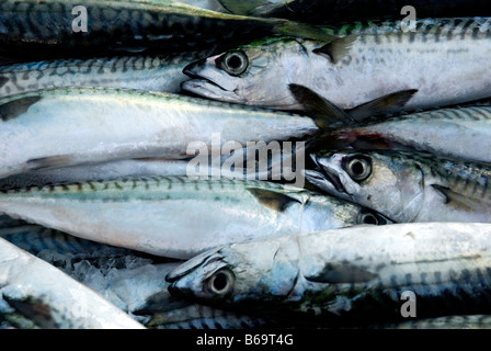 MAKRELE ZUM VERKAUF AN EINEN FISCHMARKT Stockfoto