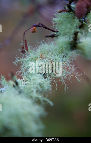 Flechten-Arten Usnea oder alten Mannes Bart oder Bart Flechten oder Baum Moos Stockfoto