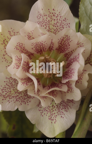 Helleborus X hybridus Nieswurz Washfield doppelt-geblüht Stockfoto