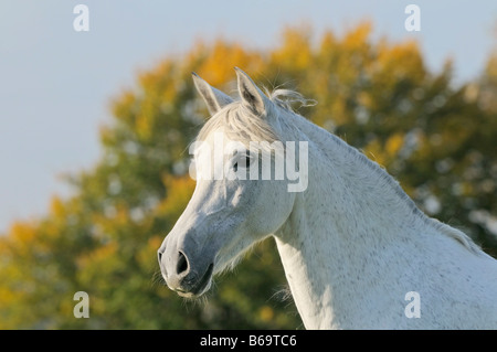 Paso Fino Pferd im Herbst Stockfoto