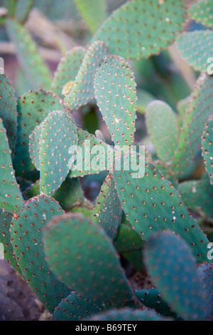 Opuntia Rufida oder blinde Kaktusfeige Stockfoto