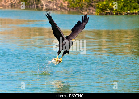 Mexiko, Yucatan, Rio Lagartos, gemeinsamen Black hawk Angeln (Buteogallus A. Anthracimus) Stockfoto