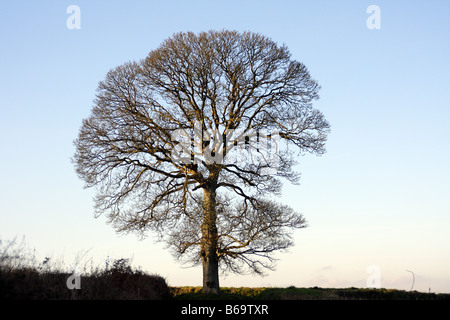 DIE WINTER-SILHOUETTE DER BERGAHORN ACER PSEUDOPLATANUS Stockfoto