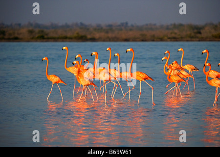 Mexiko, Yucatan, Rio Lagartos, Rosaflamingos. (Phoenicopterus Ruber). Stockfoto