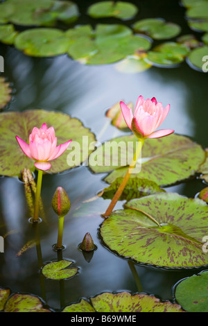 Seerosen im Teich Stockfoto