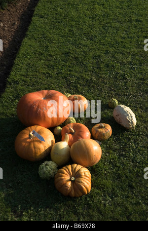 Halloween-Kürbisse auf Rasen Stockfoto