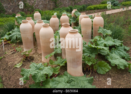 Zwingen, Rhabarber Blumentöpfe im Garten Stockfoto