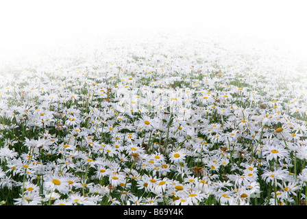 Bereich der weißen Margeriten für die Saatgutproduktion in Zeeland Niederlande Stockfoto