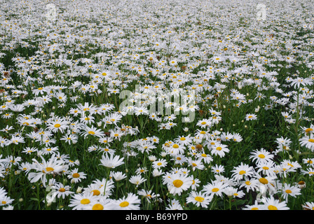 Bereich der weißen Margeriten für die Saatgutproduktion in Zeeland Niederlande Stockfoto