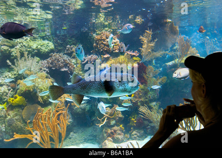 Quintana Roo, Mexiko, Tulum, Naturpark Xcaret, Korallenriff-Aquarium, Touristen. Stockfoto