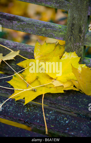 Herbst-Laub auf Holzbank Stockfoto