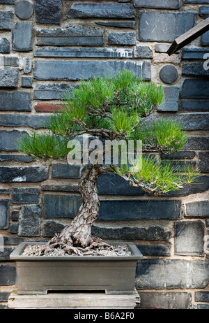 Japanischer schwarzer Kiefernbaum (Pinus thunbergii) als Bonsai angebaut. In den Huntington Botanical Gardens, Santa Monica, USA Stockfoto