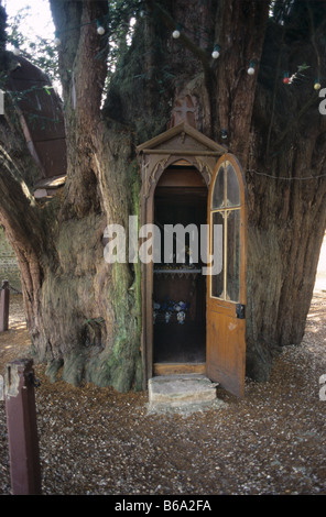 Kapelle St. Anna in Heilige hohle Eibe, La Haye-de-Routot, Normandie, Frankreich.  Eibe wird voraussichtlich 1000-1300 Jahre alt sein Stockfoto