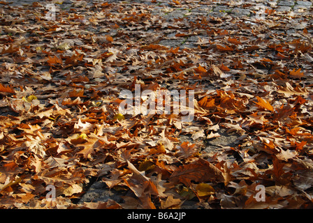 buntes Herbstlaub Stockfoto