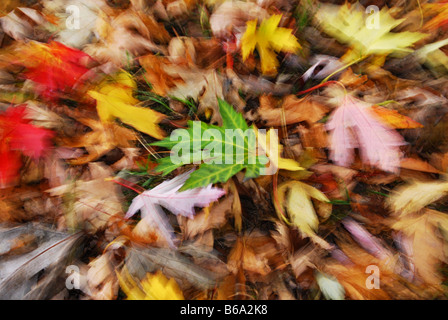 Woodfloor mit bunten Herbstlaub Stockfoto