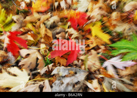 Woodfloor mit bunten Herbstlaub Stockfoto