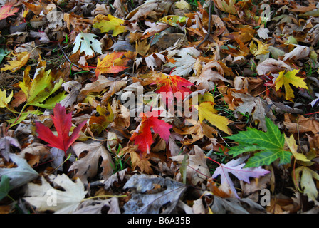 Woodfloor mit bunten Herbstlaub Stockfoto