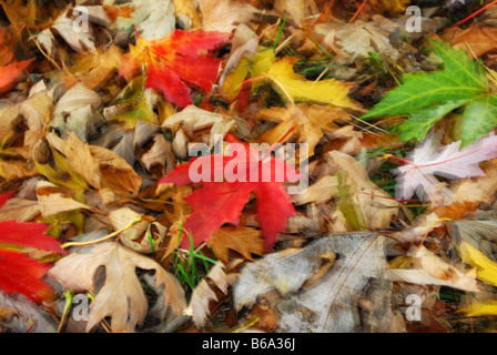 Woodfloor mit bunten Herbstlaub Stockfoto