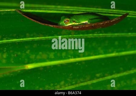 Bellende Laubfrosch in Hängematte Stockfoto