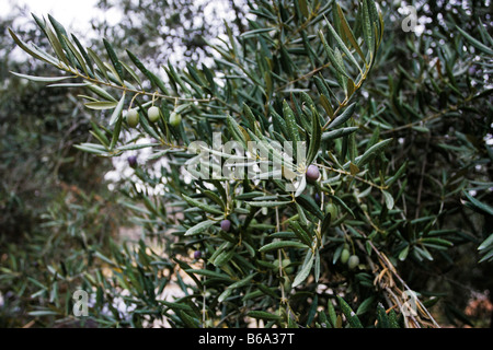 Oliven reifen im Süden Spaniens in der Nähe von Granada Stockfoto
